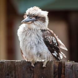 birds